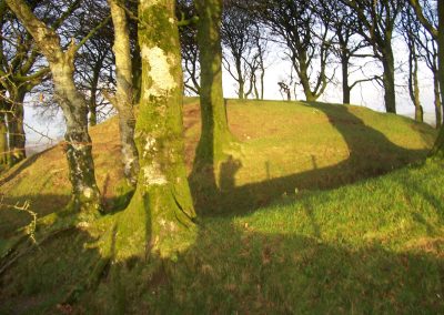 A grass moat between tress